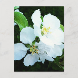 Cartão Postal Flor de árvore genealógica