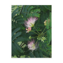 Flor de Árvore Mimosa