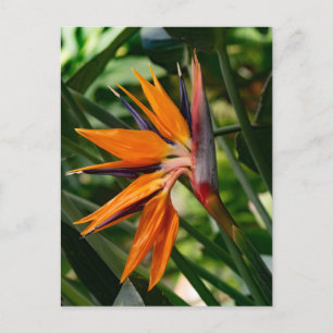 Cartão Postal Flor de ave do paraíso. 