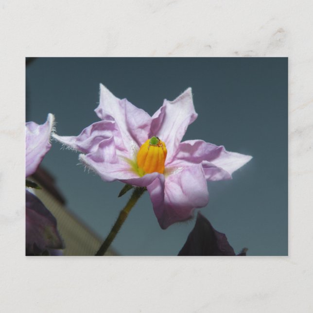 Cartão Postal Flor de Batata (Frente)