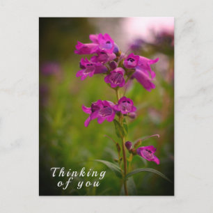 Cartão Postal Flor de Boca de Dragão Roxa Rosa Pensando em Você