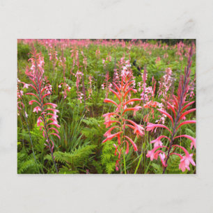 Cartão Postal Flor de Bugle Lily (Watsonia), Cabo Oriental