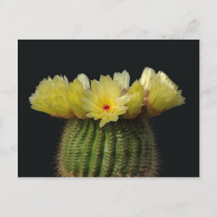 Cartão Postal Flor de cacto amarelo