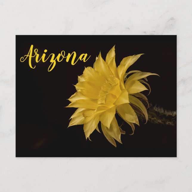 Cartão Postal Flor de cacto amarelo em floração, Arizona (Frente)