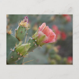 Cartão Postal Flor de cacto rosa começando a desabrochar