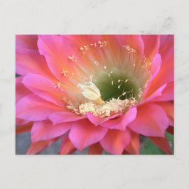 Cartão Postal Flor de cacto rosa no deserto