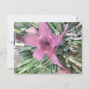Cartão Postal Flor de Cacto Roxa