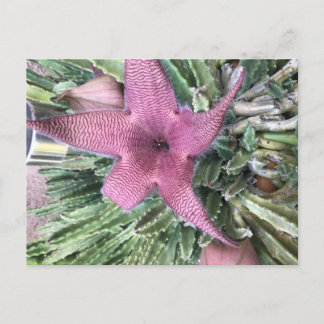 Cartão Postal Flor de Cacto Roxo