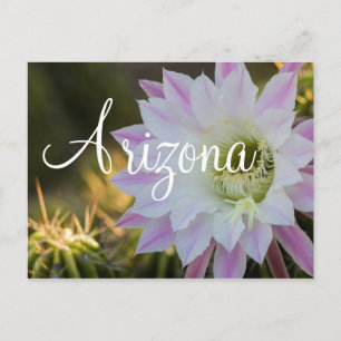 Cartão Postal Flor de cacto roxo e branco, Arizona
