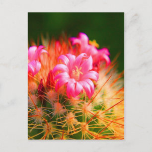 Cartão Postal Flor de Cactos de Beleza Sticky