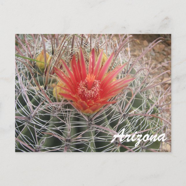 Cartão Postal Flor de Cactus de arizona (Frente)