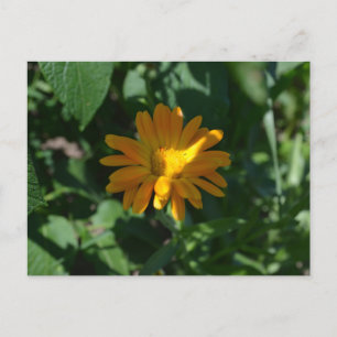 Cartão Postal Flor de Calendula (Calendula officinalis)