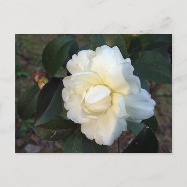 Cartão Postal flor de camélia branca (Frente)