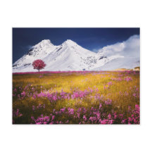 FLOR DE CAMPO DE MONTANHAS PAISAGEM POSTCROSSING