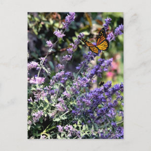Cartão Postal Flor de Catminto Roxo com Borboleta