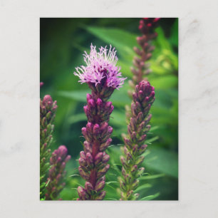 Cartão Postal Flor de Cattail gayfeather. Cartaz brilhante