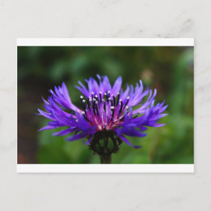 Cartão Postal Flor de Centáurea Azul Florescem Paz Amor Destino
