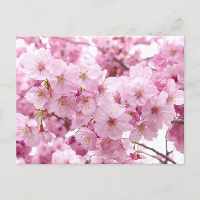 Cartão Postal Flor de cereja (Frente)