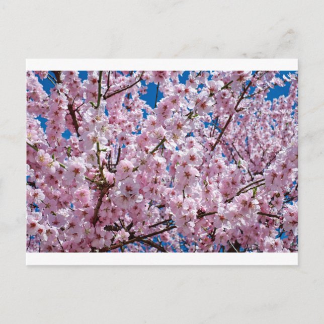 Cartão Postal Flor de cereja japonesa (Frente)