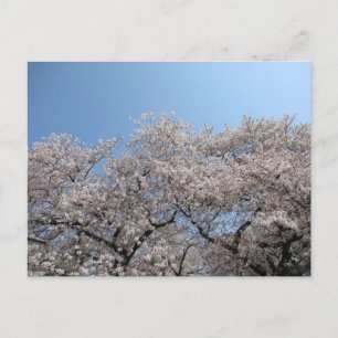 Cartão Postal Flor de Cereja: Tóquio, Japão