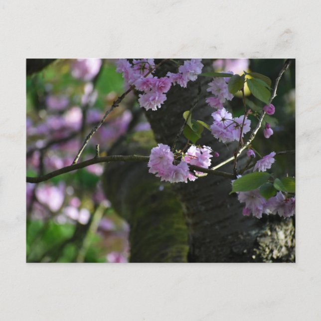 Cartão Postal Flor de cerejeira  (Frente)