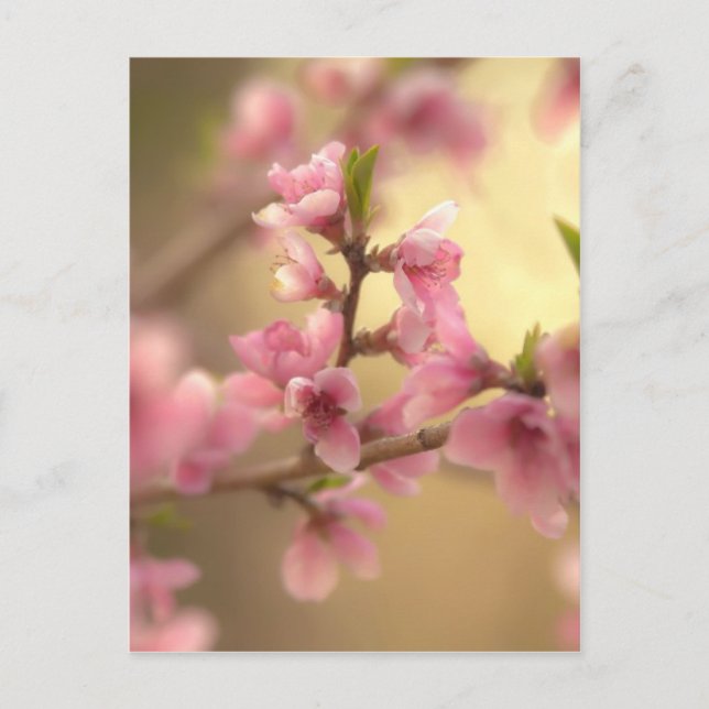 Cartão Postal Flor de Cerejeira (Frente)