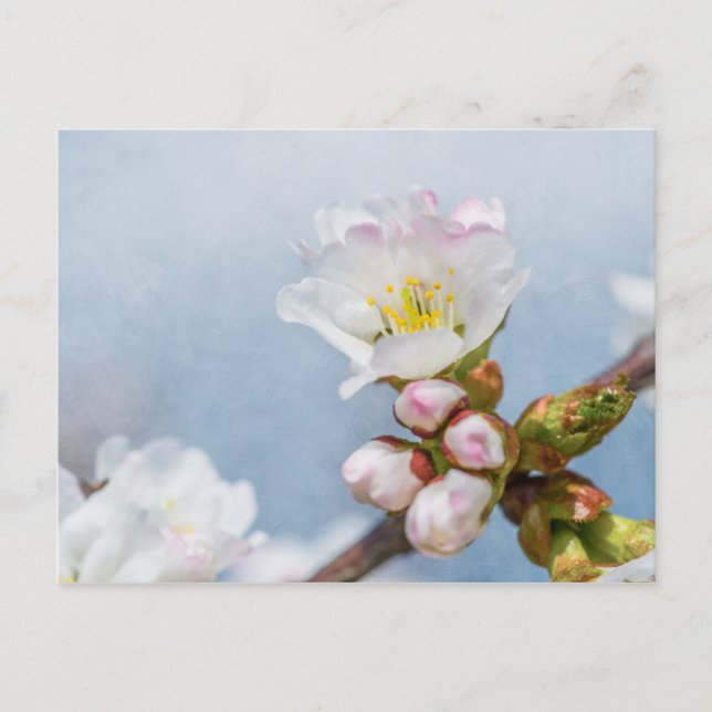Cartão Postal Flor de Cerejeira (Frente)