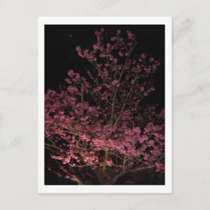 Cartão Postal Flor de cerejeira à noite