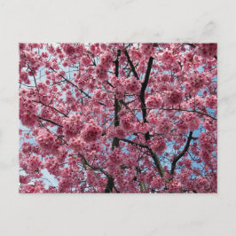 Cartão Postal Flor de Cerejeira: Japão