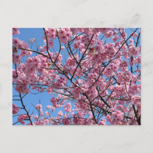 Cartão Postal Flor de Cerejeira: Japão
