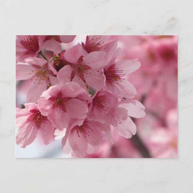 Cartão Postal Flor de Cerejeira: Japão (Frente)