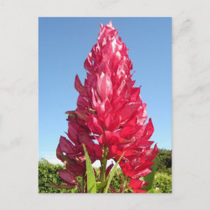 Cartão Postal Flor de chama (vertical)