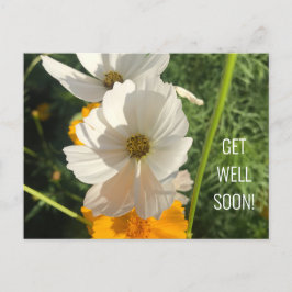 CARTÃO POSTAL FLOR DE COSMO BRANCA RECUPERE-SE EM BREVE