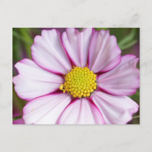 Cartão Postal Flor de Cosmos (bidens formosa)