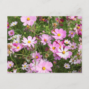 Cartão Postal Flor de Cosmos (Bidens Formosa). Kirkwood
