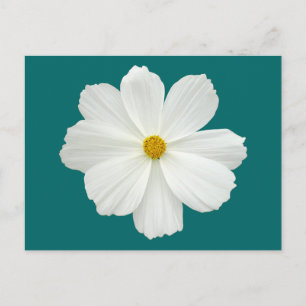 Cartão Postal Flor de Cosmos Brancos