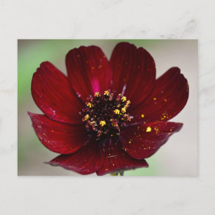 Cartão Postal Flor de Cosmos de Chocolate Colorido Adorável