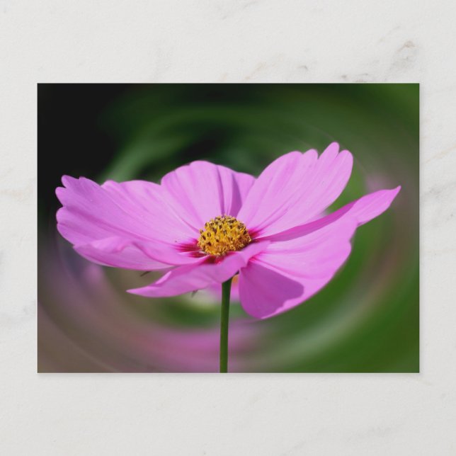 Cartão Postal Flor de Cosmos Rosa Sonhadora Natureza (Frente)