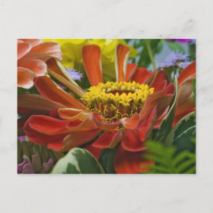 Cartão Postal flor de crisântemo