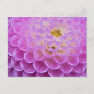 Cartão Postal Flor de crisântemo decorando túmulo em