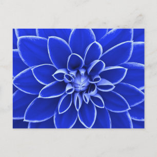 Cartão Postal Flor de dália azul