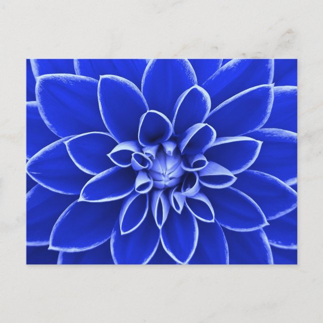 Cartão Postal Flor de dália azul (Frente)