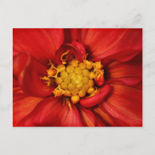 Cartão Postal Flor de Dália Laranja