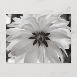 Cartão Postal Flor de Dália Preta e Branca