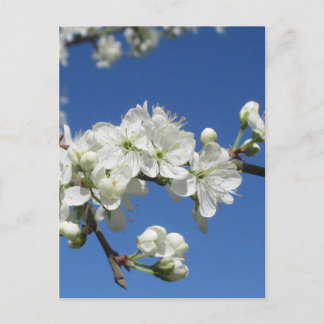 Cartão Postal Flor de Damson