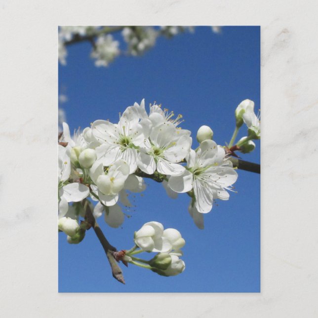 Cartão Postal Flor de Damson (Frente)