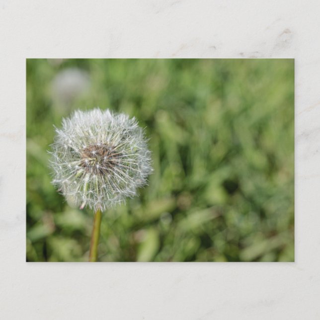 Cartão Postal Flor de dandelion branco sobre grama verde (Frente)