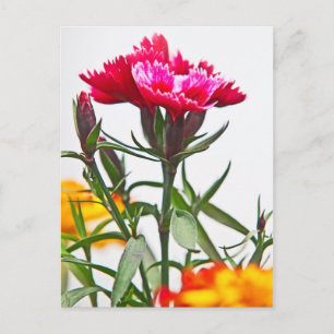 Cartão Postal Flor de Dianthus
