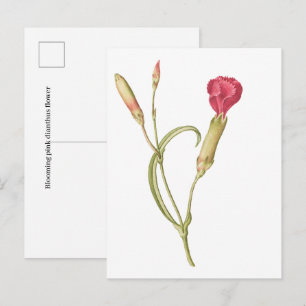 Cartão Postal Flor de dianthus rosa em flor desenhada à mão