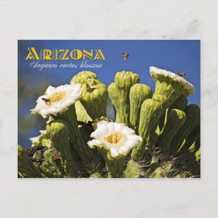 Cartão Postal Flor de Estado da arizona: Saguaro Cactus Blossom